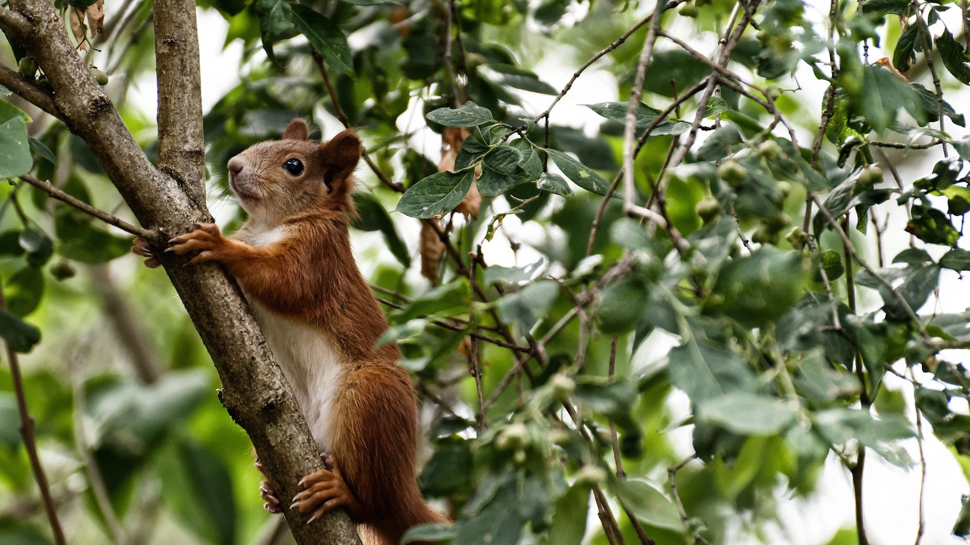 开云官网登录-_新兴运动：飞盘高空投掷引领潮流_，飞盘运动技巧