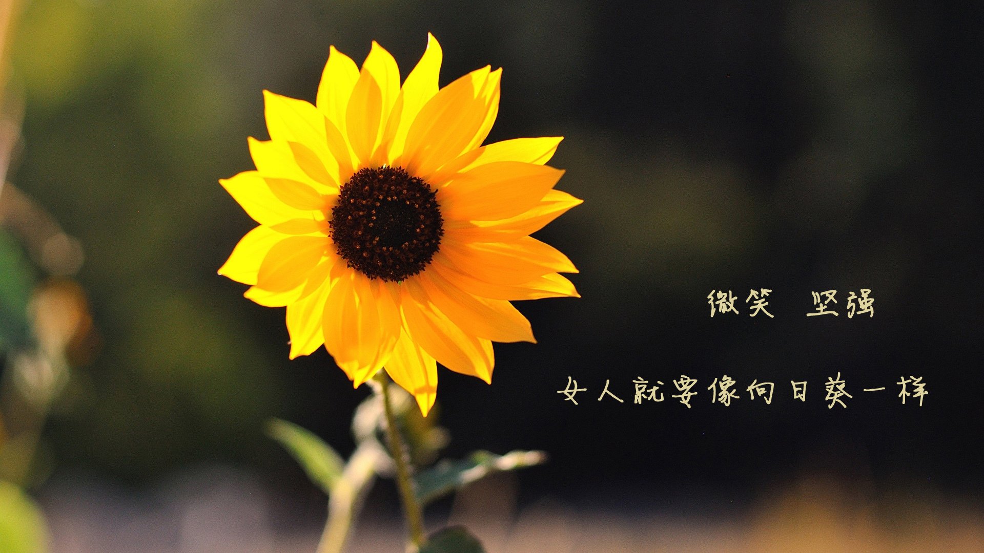 史上最年轻的“欧洲金靴”首秀欧冠，最年轻欧冠进球