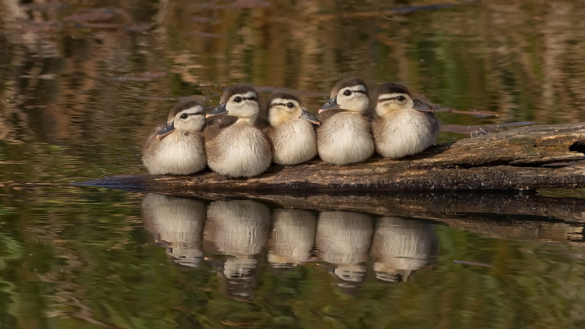 国王队青年力量崛起,球队未来充满希望,国王队青年力量崛起,球队未来充满希望