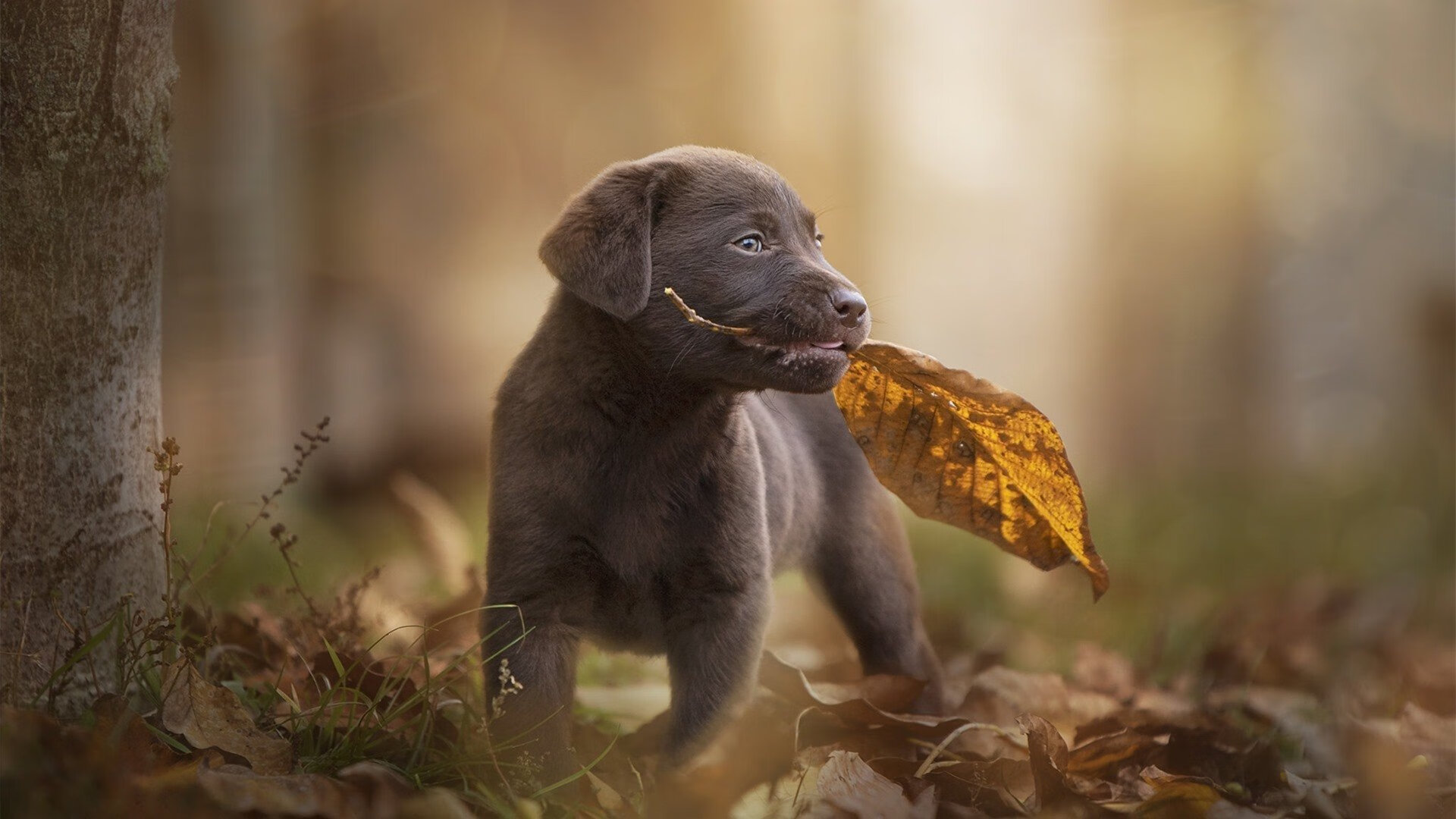 团队协作：战术创新与默契配合共同缔造胜利奇迹，团队 协作